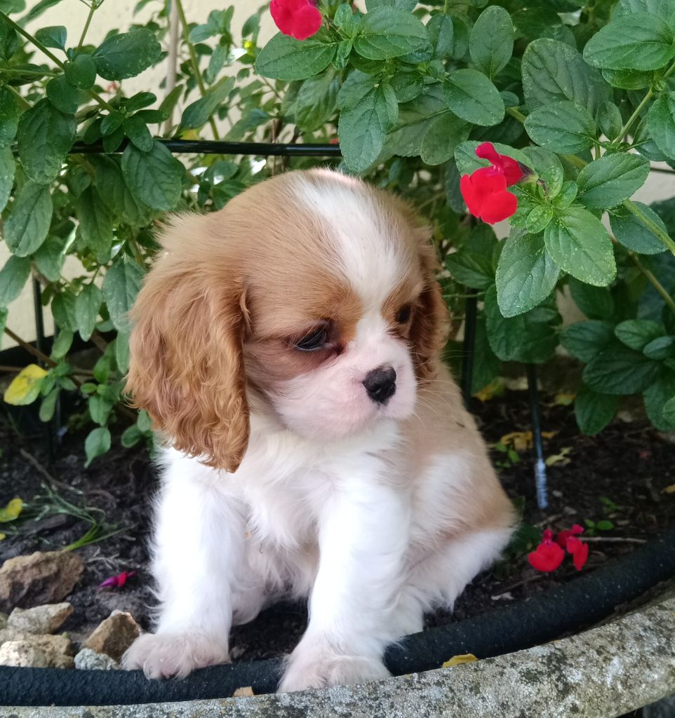 de Nais Line - Chiots disponibles - Cavalier King Charles Spaniel