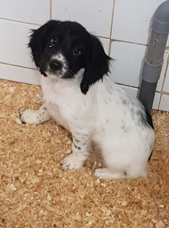 du Bois Vayernaude - Chiots disponibles - English Springer Spaniel