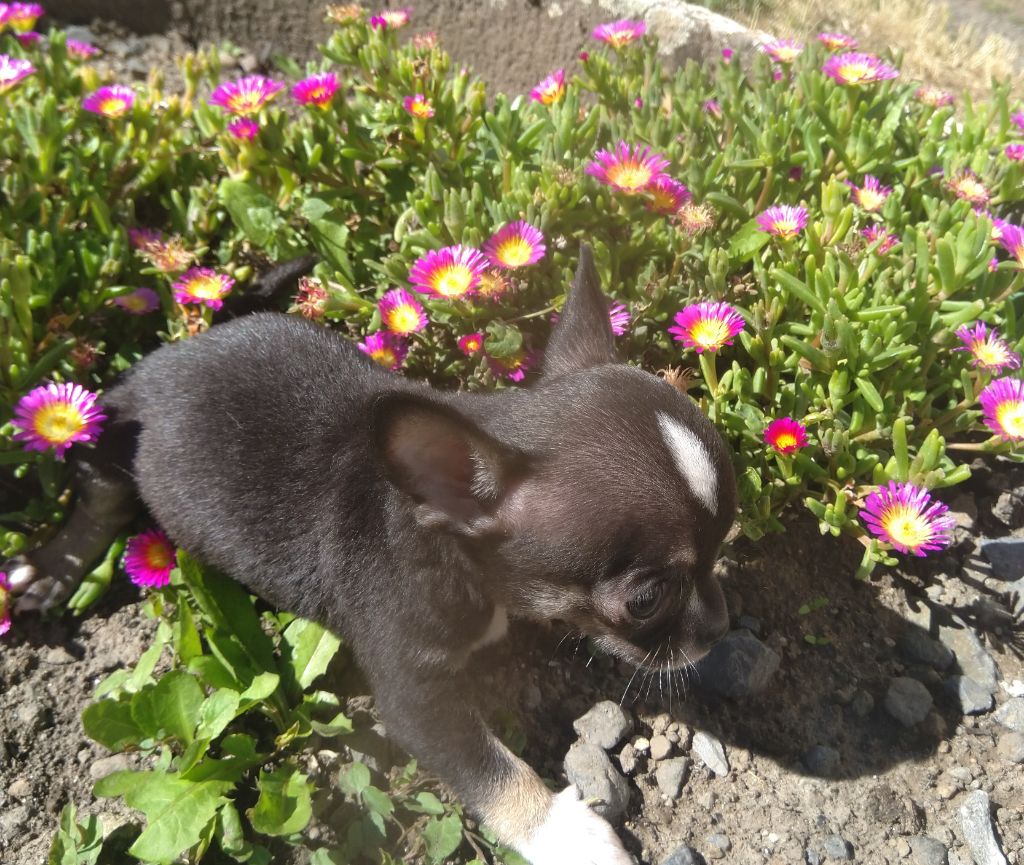 Bb chihuahua