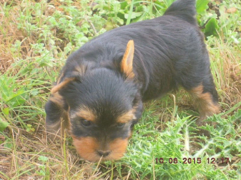 du Marquis de Longuelance - Yorkshire Terrier - Portée née le 29/04/2015