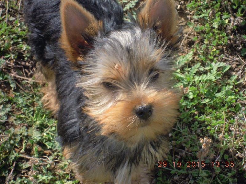 du Marquis de Longuelance - Yorkshire Terrier - Portée née le 06/08/2015