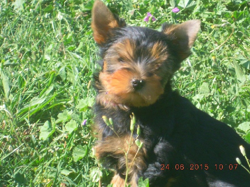 du Marquis de Longuelance - Yorkshire Terrier - Portée née le 23/04/2015