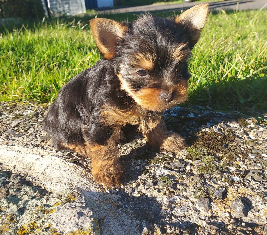 du Marquis de Longuelance - Chiots disponibles - Yorkshire Terrier