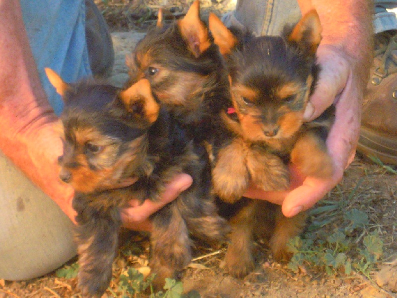 du Marquis de Longuelance - Yorkshire Terrier - Portée née le 14/07/2011