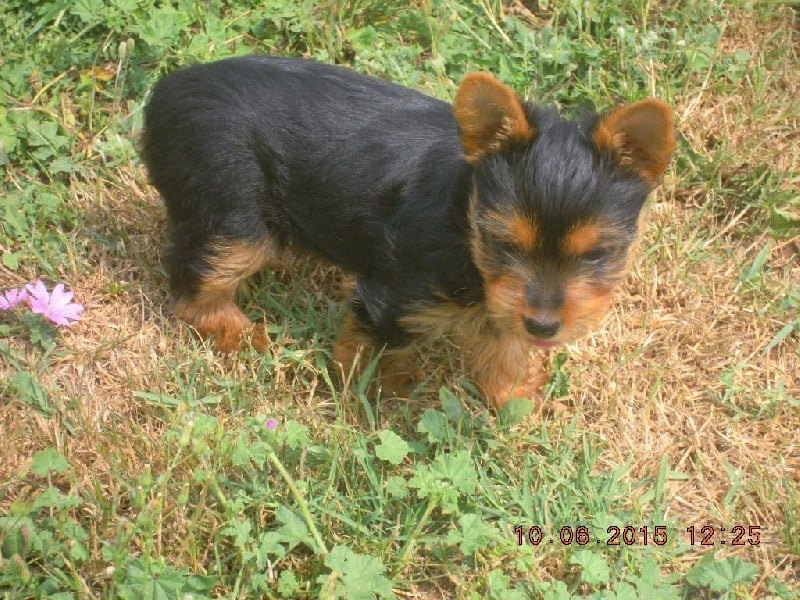 du Marquis de Longuelance - Yorkshire Terrier - Portée née le 21/04/2015