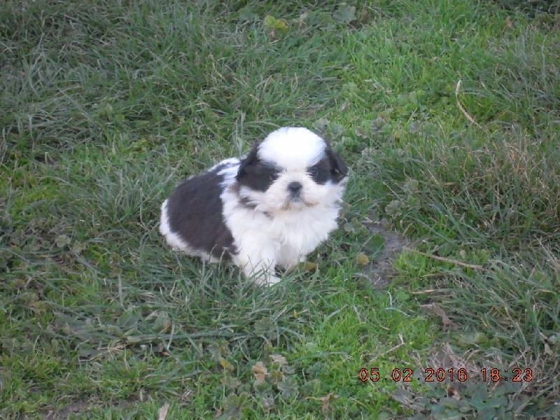 du Marquis de Longuelance - Shih Tzu - Portée née le 26/12/2015