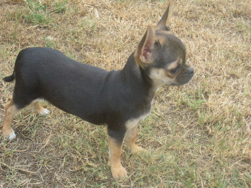 du Marquis de Longuelance - Chihuahua - Portée née le 22/02/2016