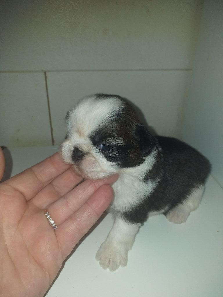 du Marquis de Longuelance - Shih Tzu - Portée née le 16/11/2019