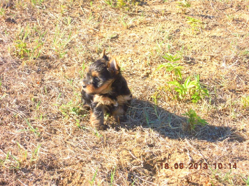 du Marquis de Longuelance - Yorkshire Terrier - Portée née le 03/08/2013