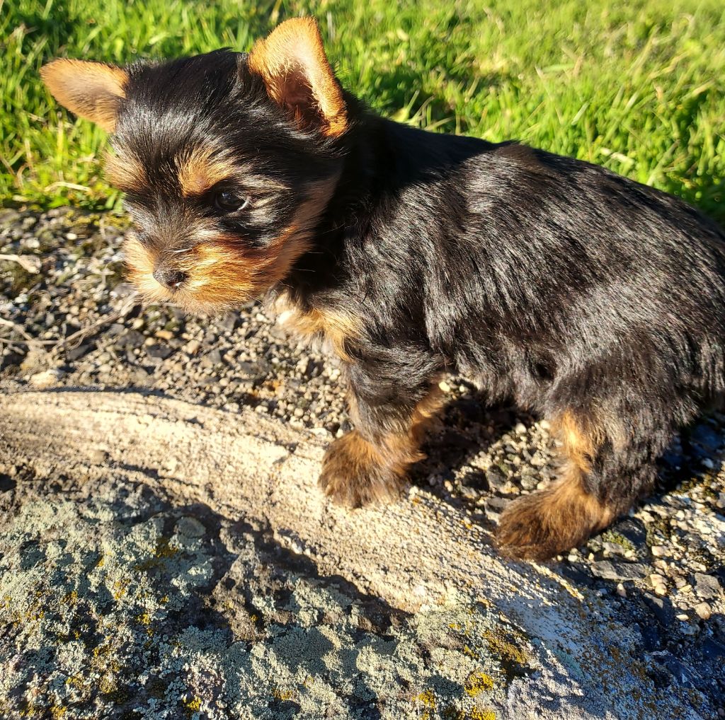 du Marquis de Longuelance - Chiots disponibles - Yorkshire Terrier