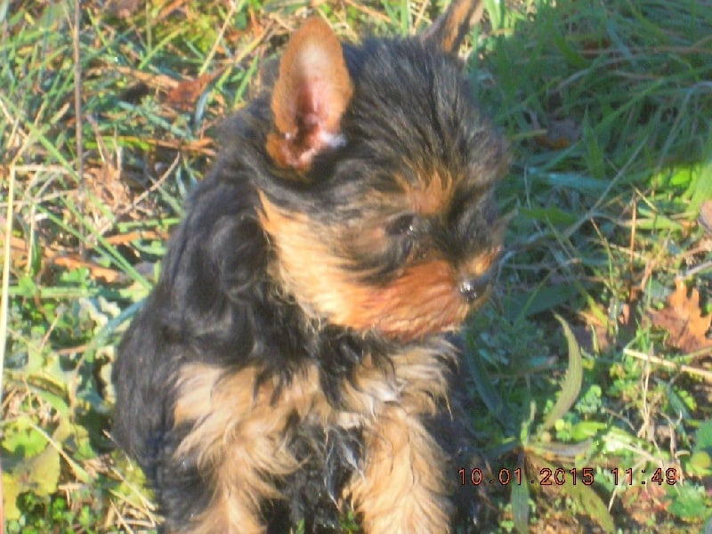 du Marquis de Longuelance - Yorkshire Terrier - Portée née le 03/11/2014