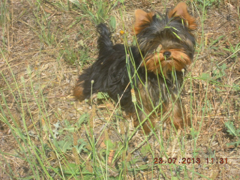 du Marquis de Longuelance - Yorkshire Terrier - Portée née le 15/02/2013