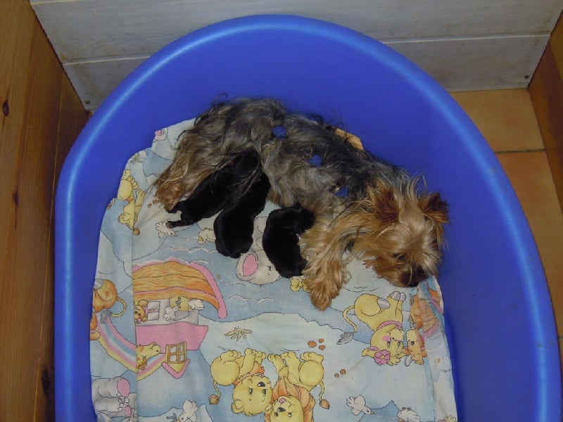 Chiot Yorkshire Terrier du Marquis de Longuelance