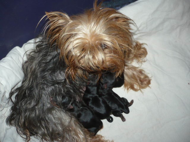 Chiot Yorkshire Terrier du Marquis de Longuelance