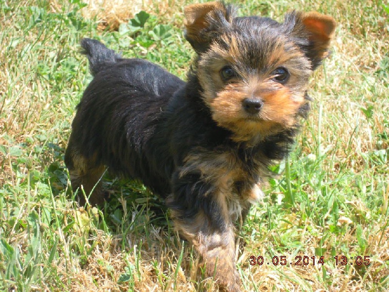 du Marquis de Longuelance - Yorkshire Terrier - Portée née le 09/04/2014