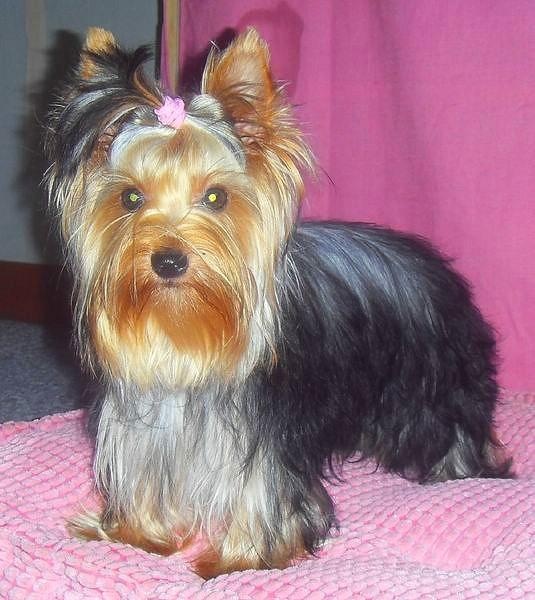 Chiot Yorkshire Terrier du Marquis de Longuelance