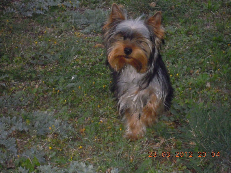 Chiot Yorkshire Terrier du Marquis de Longuelance