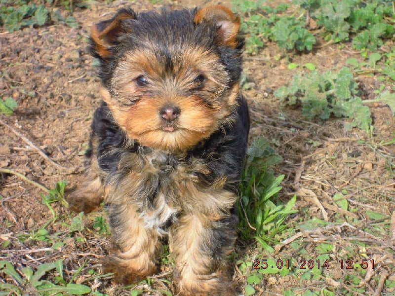 du Marquis de Longuelance - Yorkshire Terrier - Portée née le 29/11/2013