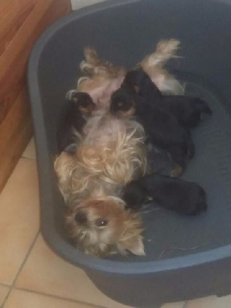 du Marquis de Longuelance - Yorkshire Terrier - Portée née le 04/08/2015