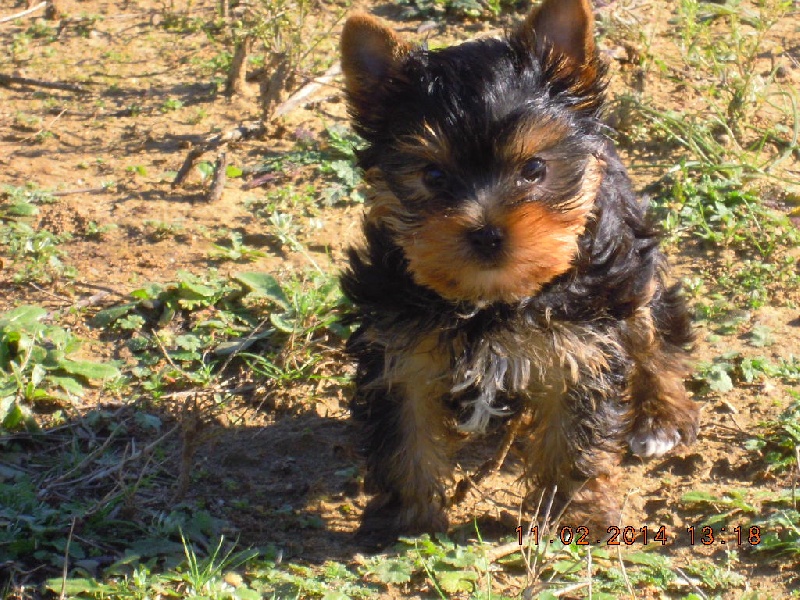 du Marquis de Longuelance - Yorkshire Terrier - Portée née le 21/12/2013