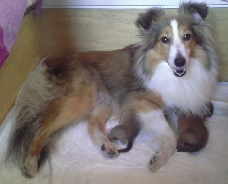 Chiot Shetland Sheepdog du Trésor d'Ysatis