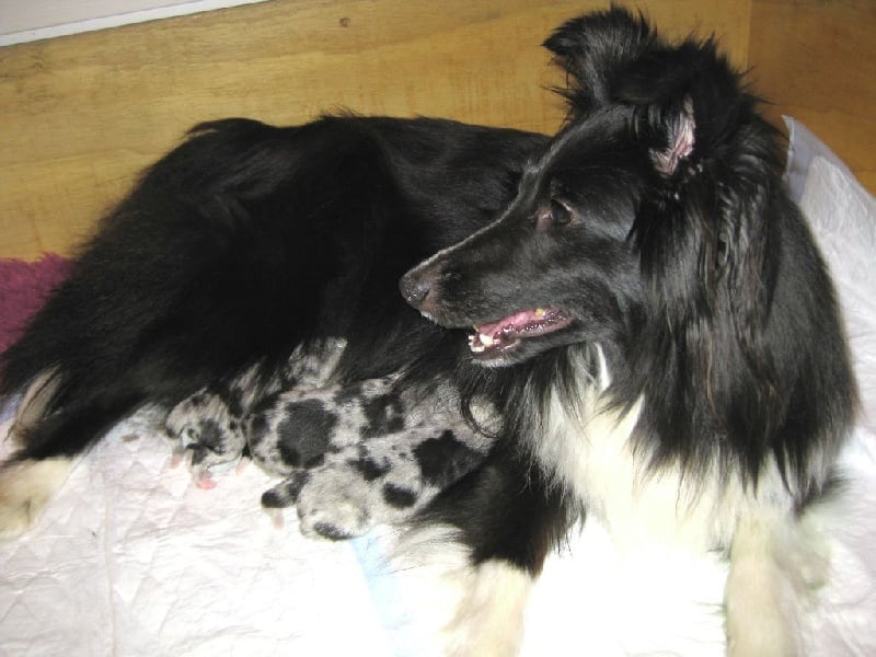 Chiot Shetland Sheepdog du Trésor d'Ysatis