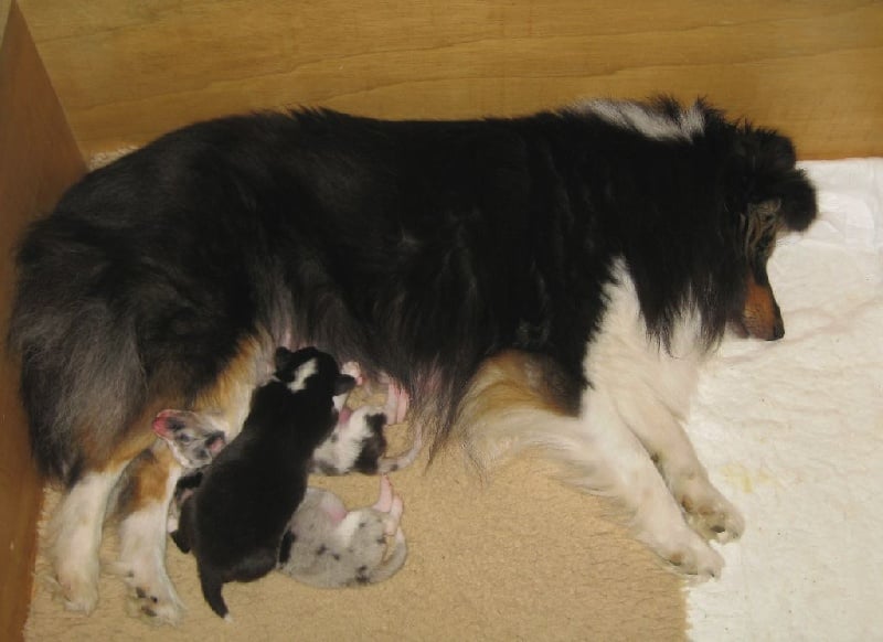 Chiot Shetland Sheepdog du Trésor d'Ysatis