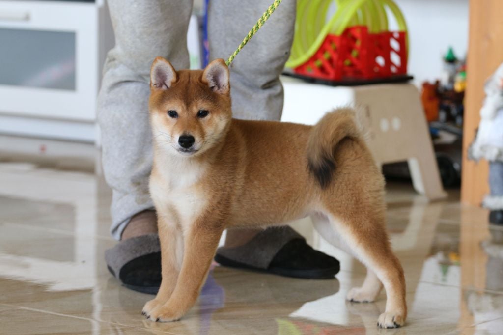 Chang Cheng - Chiots disponibles - Shiba