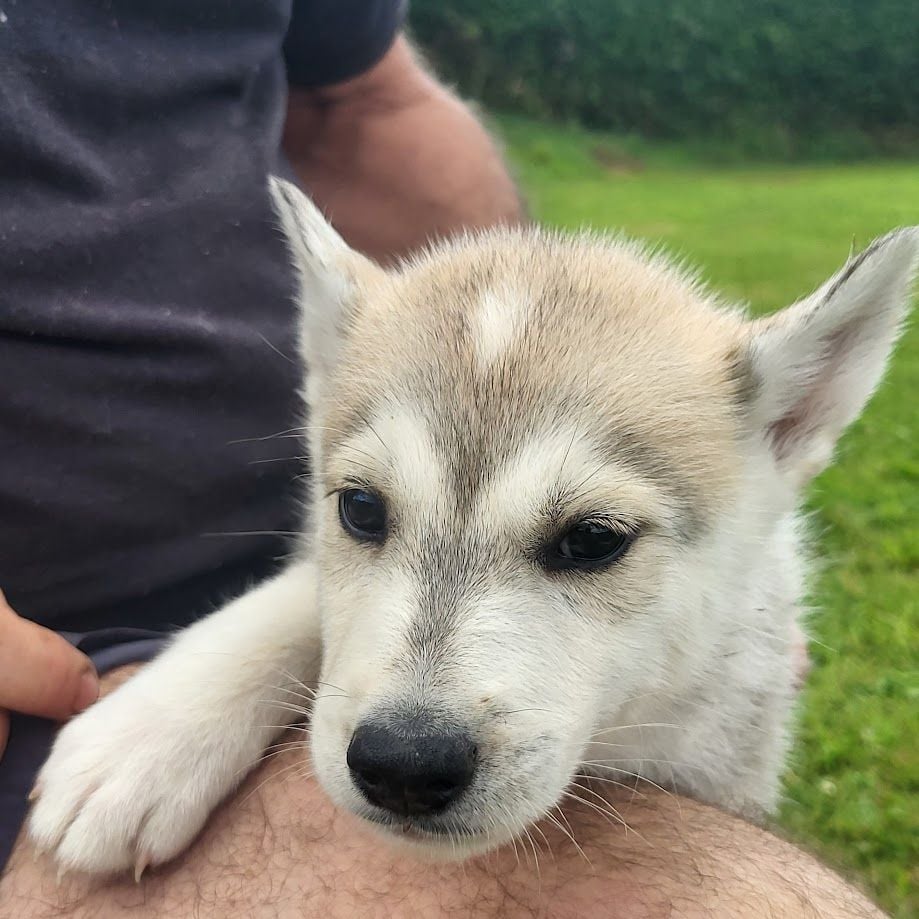 du Menez des Glaziks - Chiots disponibles - Siberian Husky