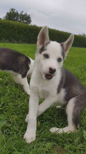 du Menez des Glaziks - Chiots disponibles - Siberian Husky