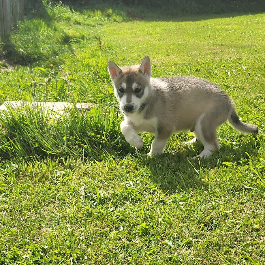 du Menez des Glaziks - Chiots disponibles - Siberian Husky