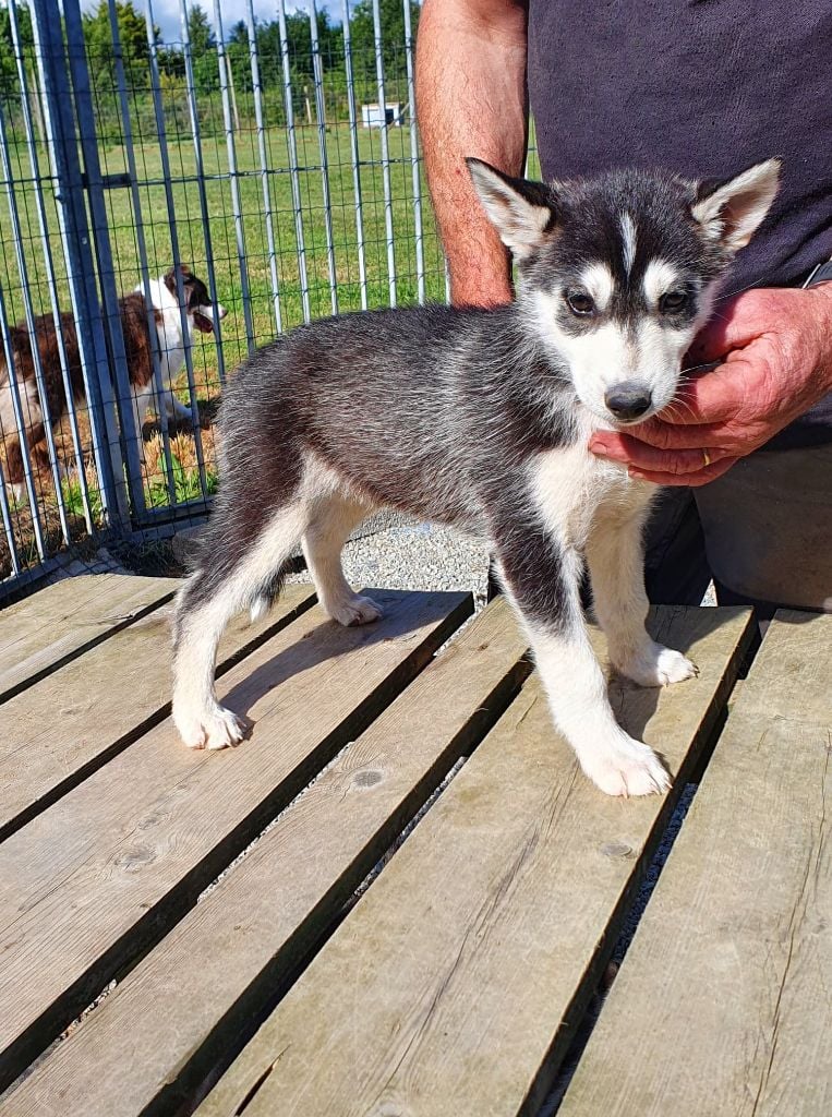 du Menez des Glaziks - Chiots disponibles - Siberian Husky