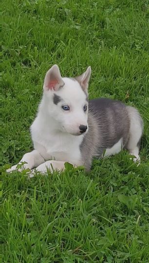 du Menez des Glaziks - Chiots disponibles - Siberian Husky