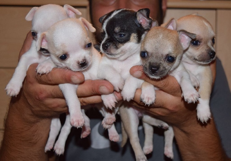 des crocs de l'ange - Chihuahua - Portée née le 20/06/2015