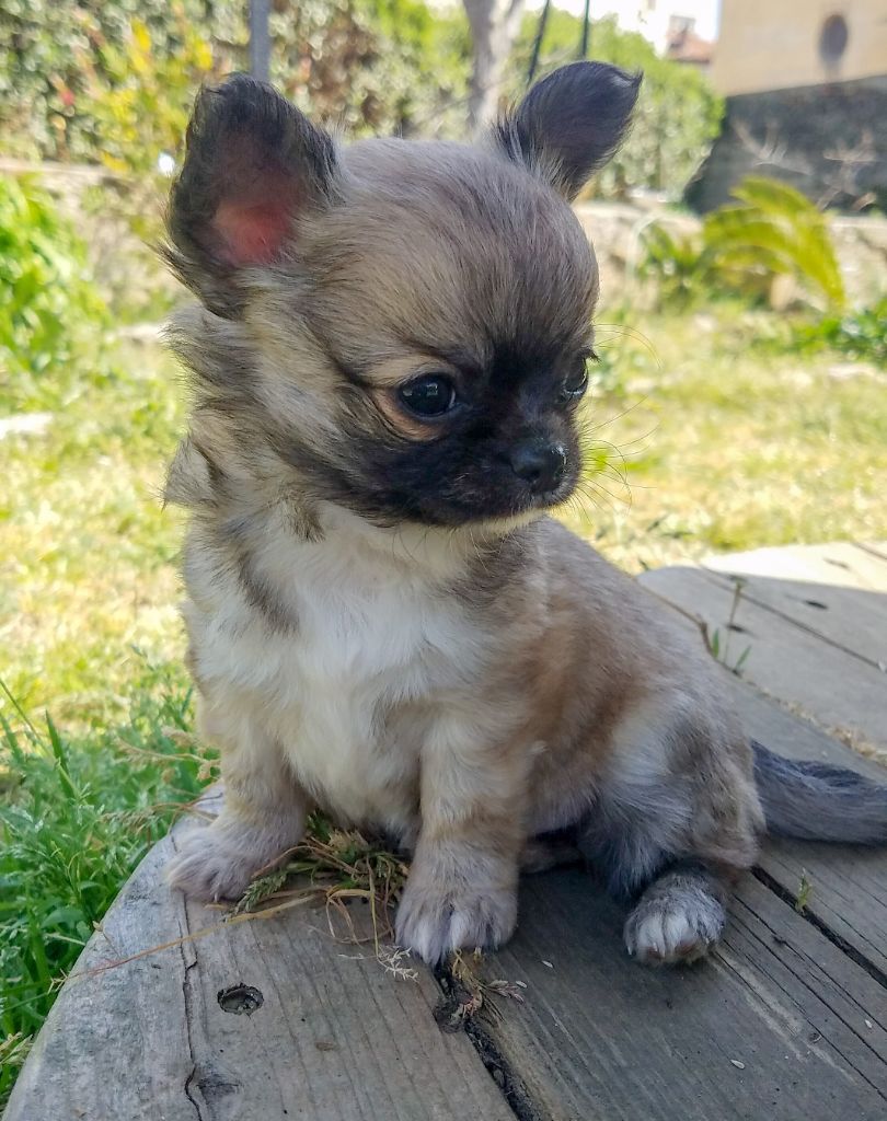 des crocs de l'ange - Chihuahua - Portée née le 17/02/2021