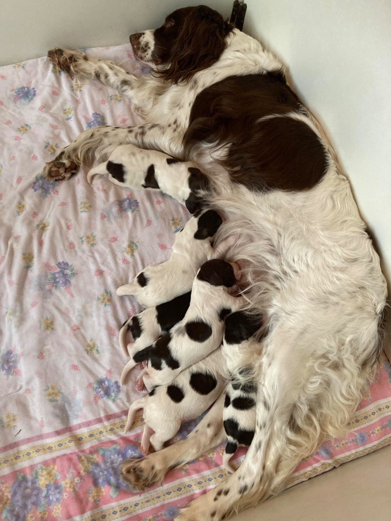 Chiot Epagneul Français de L'Arche D'Urk