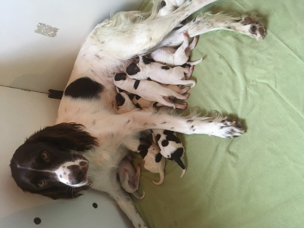 Chiot Epagneul Français de L'Arche D'Urk