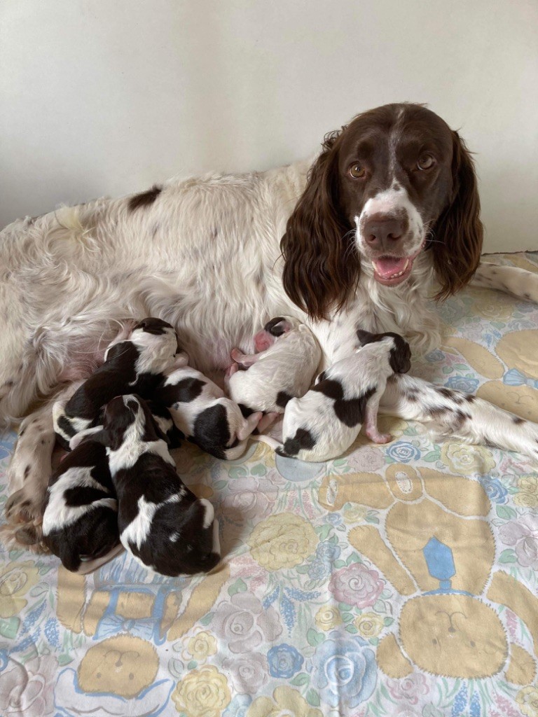 Chiot Epagneul Français de L'Arche D'Urk