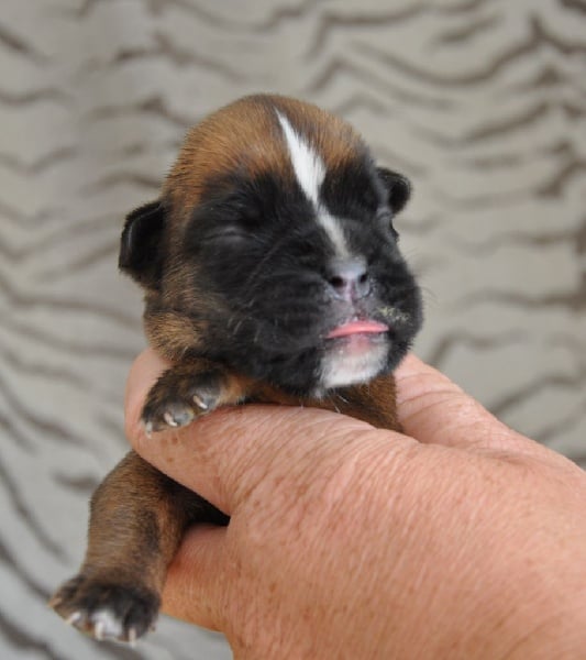 des chetemis - Chiots disponibles - Boxer