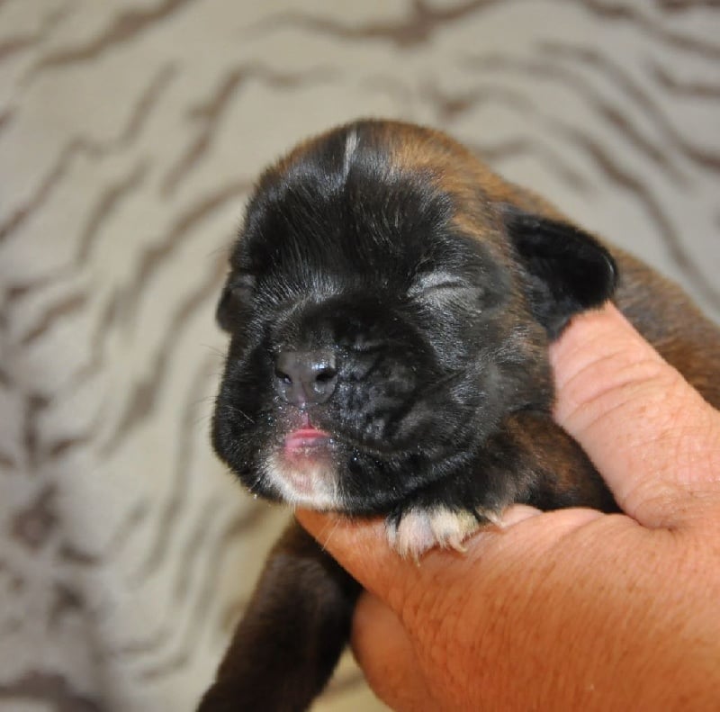 des chetemis - Chiots disponibles - Boxer