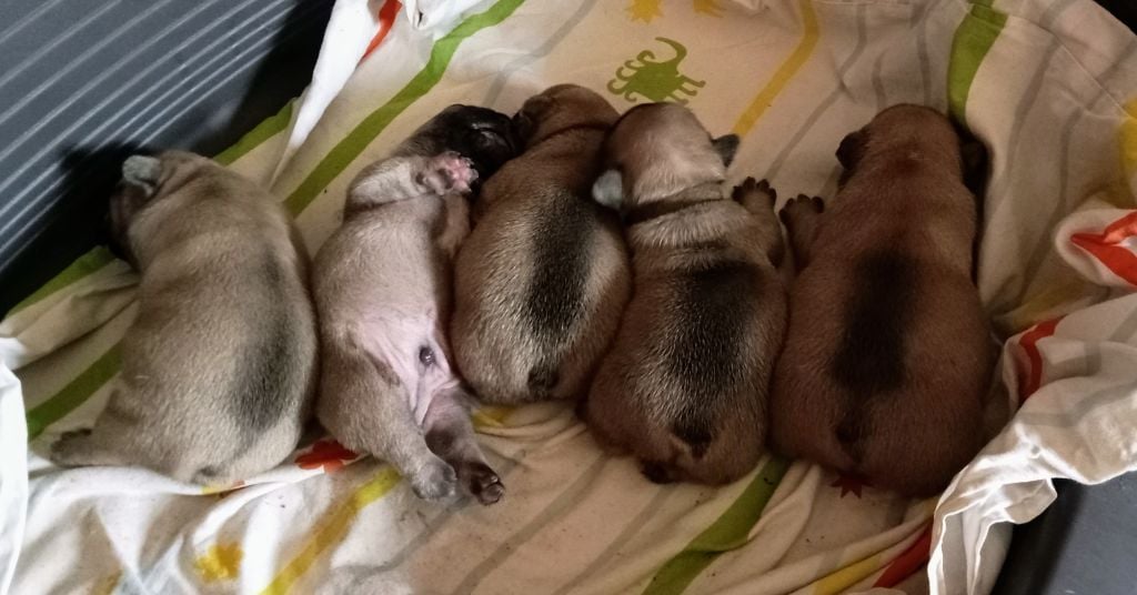 Chiots Bouledogue Français 