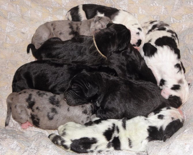 Les Chiots de Himé et Garsilaso sont nés