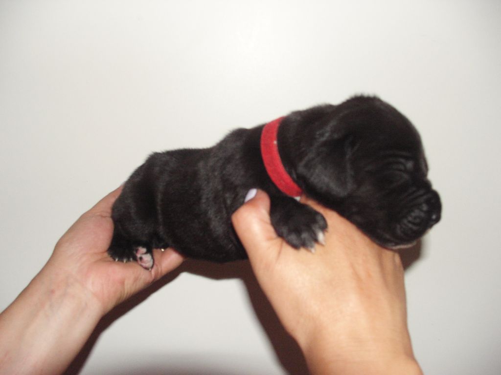 Naissance de chiots à l'élevage du Domaine de Shanne