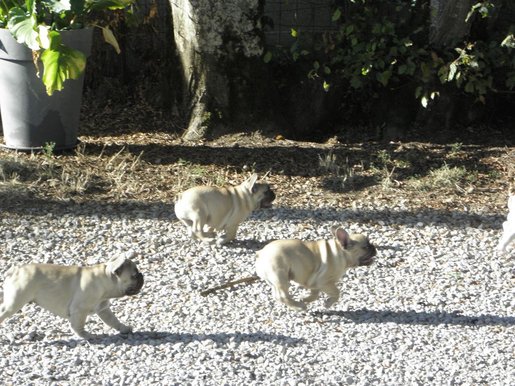 du domaine de Shanne - Nouvelles photos chiots