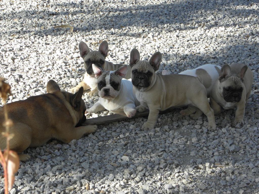 Nouvelles photos chiots