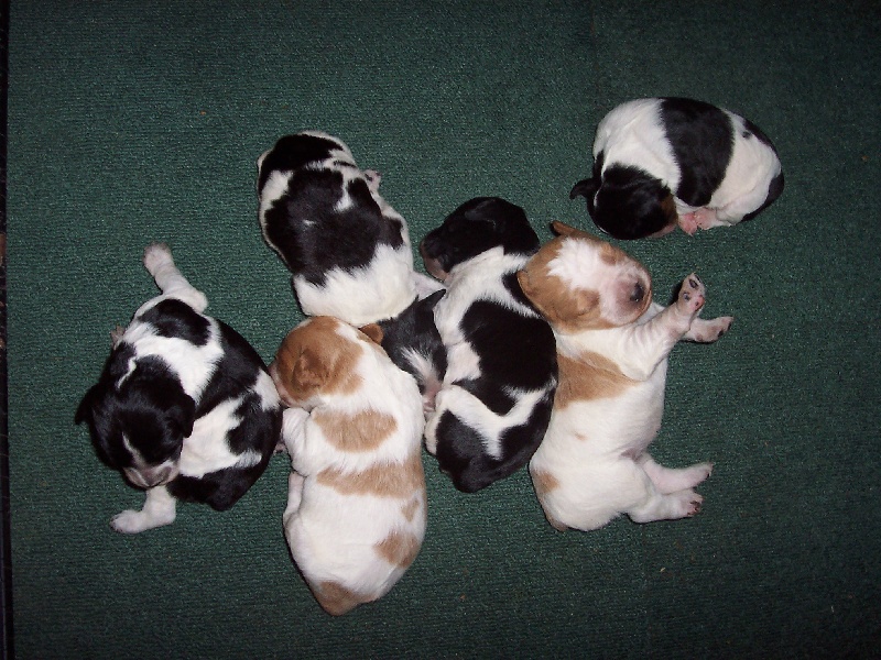 Chiot Epagneul Breton de l'oree du placeau