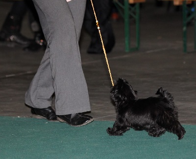 du temple des Mandarins - eurodogshow belgique