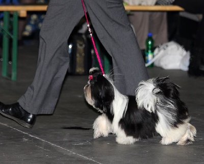 du temple des Mandarins - eurodogshow belgique