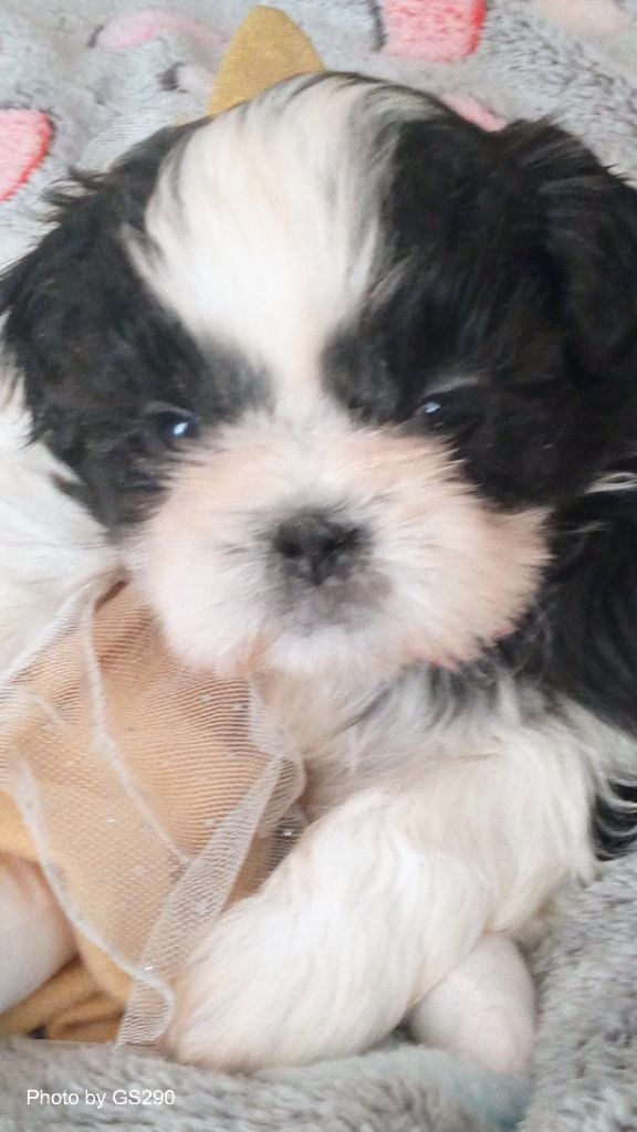 du temple des Mandarins - Chiots disponibles - Shih Tzu