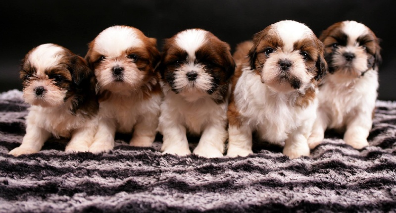 du temple des Mandarins - Shih Tzu - Portée née le 23/07/2013